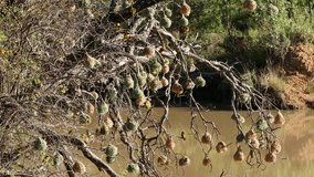 An active nesting colony of southern masked weaver birds (Ploceus velatus), South Africa