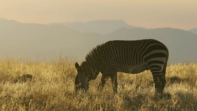 Cape mountain zebra (Equus zebra) grazing in early morning light, Mountain Zebra National Park, South Africa