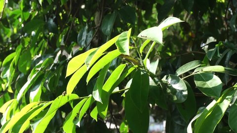Guyabano Stock Video Footage 4k And Hd Video Clips Shutterstock Guyabano Stock Video Footage 4k And Hd Video Clips Shutterstock