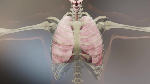 Pneumothorax, Normal lung versus collapsed,  symptoms of pneumothorax, pleural effusion,  empyema, complications after a chest injury, air in the pleural space between the lung and the chest wall, 3d