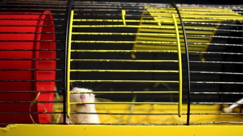 White domestic hamster runs in a gnawed cage