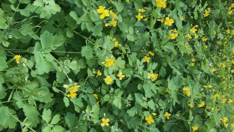 meadow of medicinal plant celandine. yellow medicinal flowers.vertical video