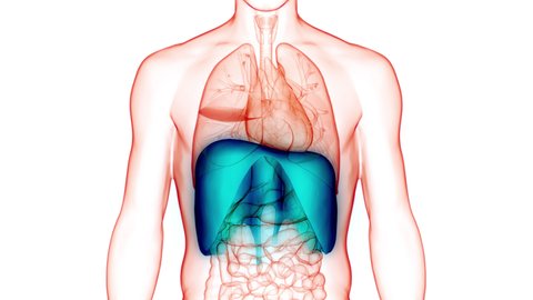 Human Respiratory System Diaphragm Anatomy Animation Concept. 3D