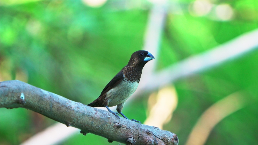 Scaly-breasted Munia bird perched on a branch