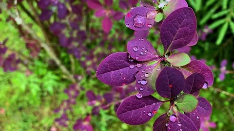 Beautiful natural background, dew drops on leaves, purple and green tones, summer, space for text. Purple barberry leaves after rain Video Stok