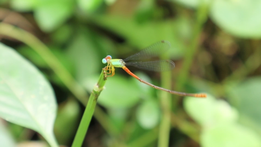Close up of a colorful damselfly called as orange tailed marsh dart bents its abdomen to clean by the legs