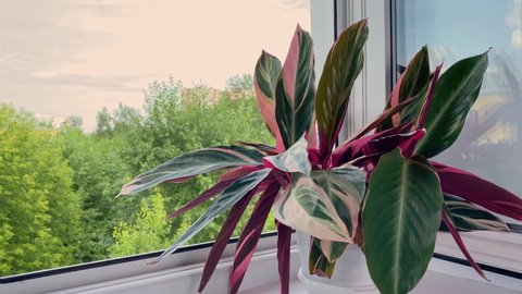Stromanthe indoor flower with striped red and green leaves on windowsill at summer, green trees outside. Wind moving leaves. Home gardening