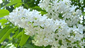 Beautiful white lilac in bloom, Lilac flowers bunch background