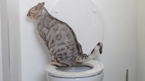 silver spotted bengal cat on a human toilet, close up. Smart pet at home uses wc.
