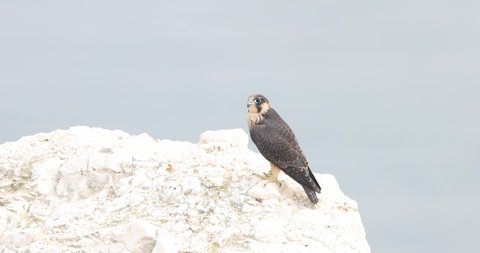 The peregrine falcon, also known as the peregrine, and historically as the duck hawk in North America, is a widespread bird of prey in the family Falconidae.