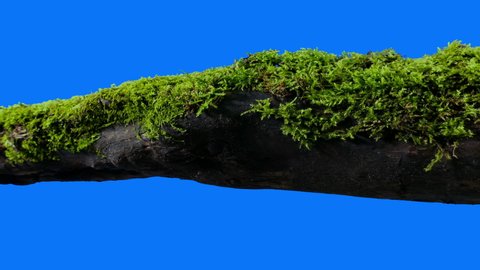 Forest Log Cut Out On Blue Screen Compositing Element