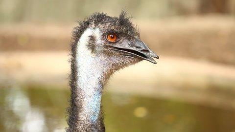 Close up emu bird in Chiangmai Thailand