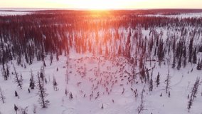 herd of deer aerial view, beautiful winter landscape. north expedition, authentic video. wildlife north pole. environment, ecology, climate change
