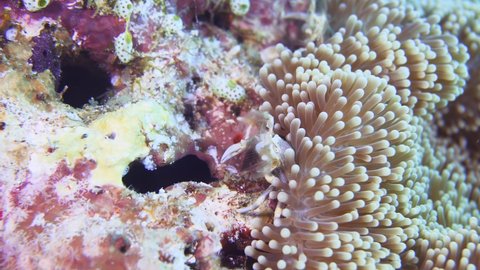 Porcelain crab eating among anemone tentacols
