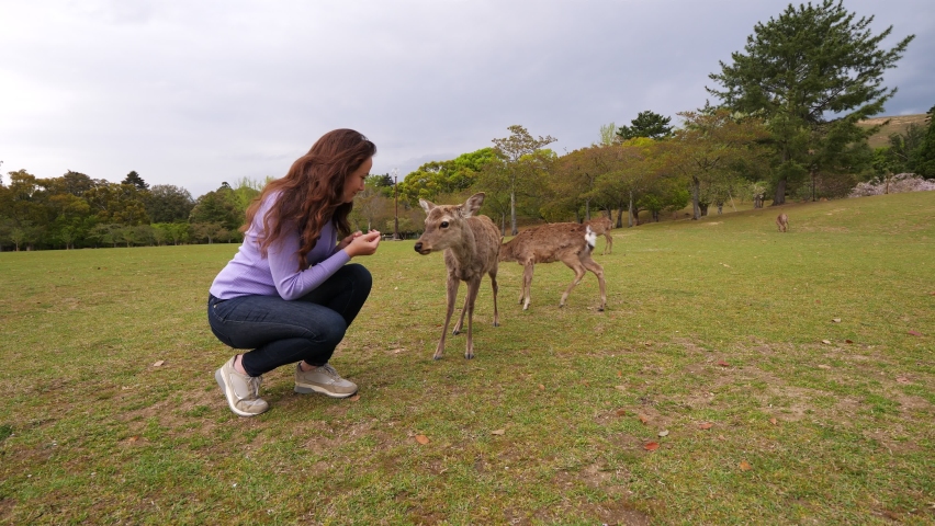 Pair of deer come close and one receive snack from young woman. Wild animals know that Nara public park visitors will feed them with Shika-senbei crackers. Popular tourist attraction at Japan | Shutterstock HD Video #1074536888