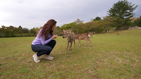 Pair of deer come close and one receive snack from young woman. Wild animals know that Nara public park visitors will feed them with Shika-senbei crackers. Popular tourist attraction at Japan