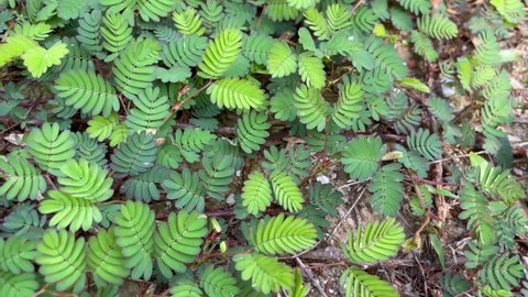 mimosa pudica or shame plant