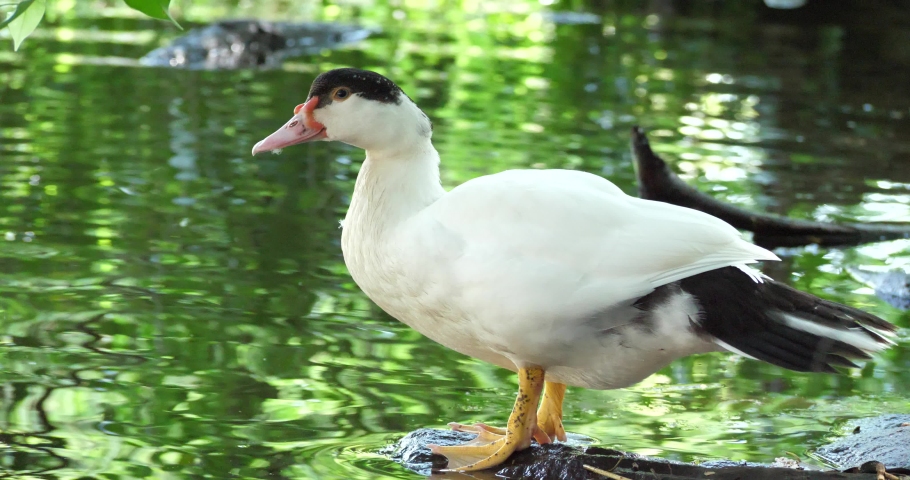 Cairina moschata,Cairina moschata is happy with water.

