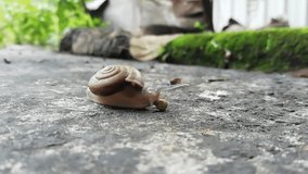 Name of many gastropods in the class Gastropoda, those that live on land and have a shell called snails such as Achatina fulica (Bowdich) in the family Achatinidae, those that live on land and do not 