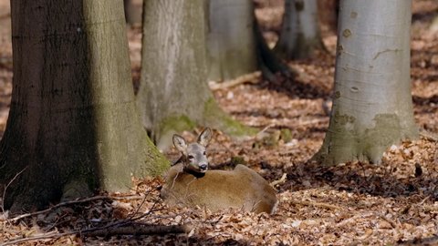 European roe deer (Capreolus capreolus) doe fleeing from danger