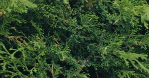 Natural green thuja, close up video. Evergreen fragrant coniferous trees twigs in windy weather. Landscaping concept