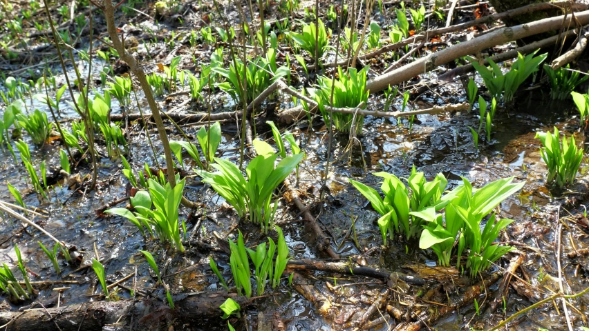 Harvesting ramson herb at spring season, detail of scissors cut young sprouts