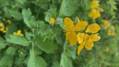 flowers and leaves of medicinal plant celandine close-up. yellow flower.vertical video