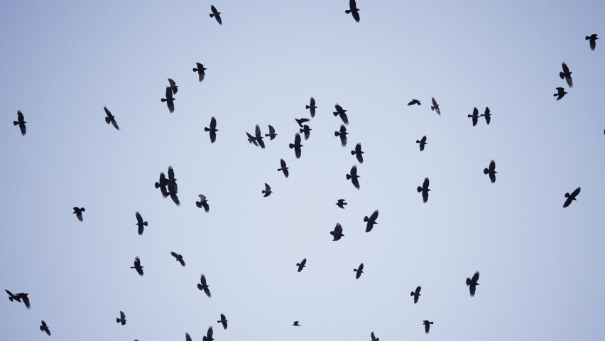 flock of birds flying in the sky crows. chaos of death concept. group of birds flying in the sky. black crows in a group circling against the sky. migration movement of fly birds from warm countries