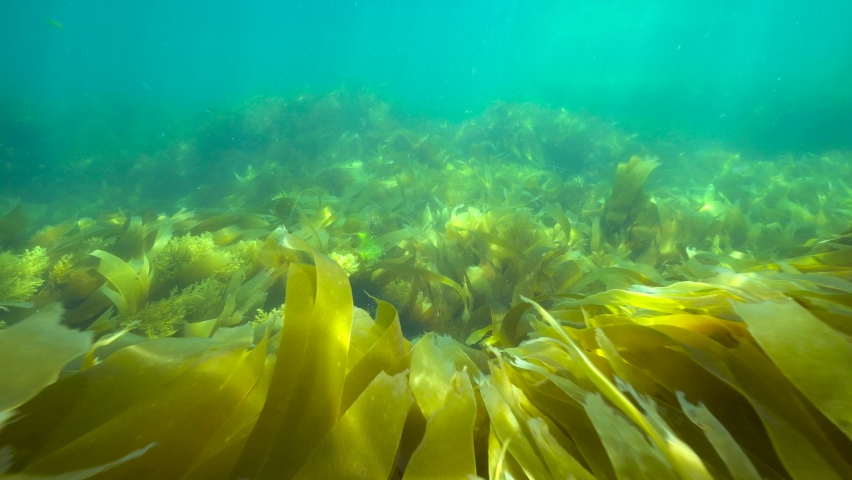 Moving over algae seaweeds underwater in the ocean (mostly kelp Laminaria), Eastern Atlantic, Spain, Galicia Royalty-Free Stock Footage #1074551444