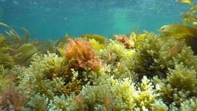 Algae seaweeds underwater in the ocean, Eastern Atlantic, Spain, Galicia