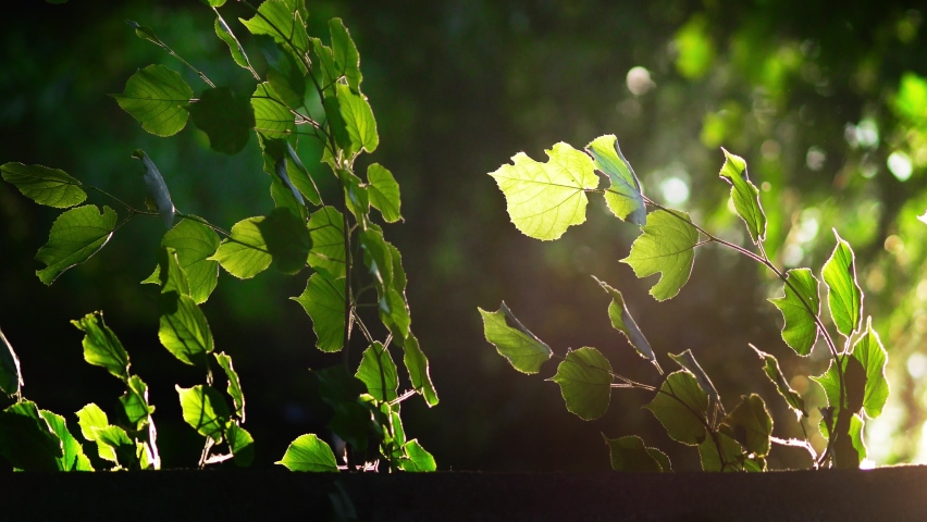 Fresh green linden leaves in summer. Young shoots on tree. Close-up against sun ray. Foliage swaying in gentle breeze. Natural summertime background. Garden park. vertical video. Real lens flare Royalty-Free Stock Footage #1074557717