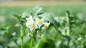 Flowering potatoes field in spring. Close up of blooming flowers of potato. White blooming potato flower.
