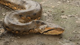 video footage of a big anaconda in the amazon basin in South America in Peru