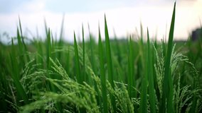 green rice field. rice thrives. Farmers will soon harvest. morning clip