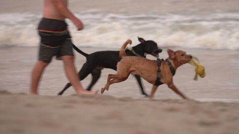 Dewey Beach , Delaware , United States - 09 04 2019: Dog playing fetch on beach