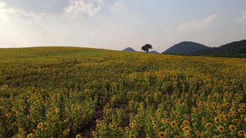 Khao Yai, Pak Chong , Nakhon Ratchasima , Thailand - 01 16 2021: Sunflower Field in the afternoon, Khao Yai, Nakhon Ratchasima, Thailand; aerial shot towards a silhouette of a tree and hills in the ho