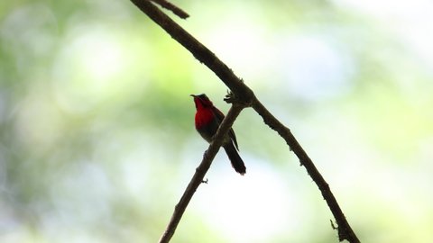 Beautiful Red Crimson Sunbird on tree branch