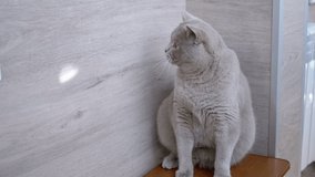 British Home Gray Cat Catches a Sun Bunny on the Wall. Domestic pet catches a ray of light with powerful fluffy paws. Active, playful domestic cat. Pet games. Slow-motion. 180 fps. Close up.