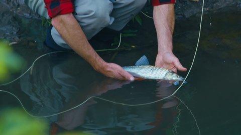 Fly fishing, fish release. Angler releases the Chub fish (Squalius cephalus) in the river