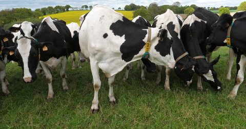 Holstein Friesian cattle in the Cotes d Armor department, Brittany, France 