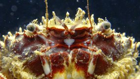 Bristly crab or hairy crab (Pilumnus hirtellus),  close-up of a crab on the seabed, Black Sea