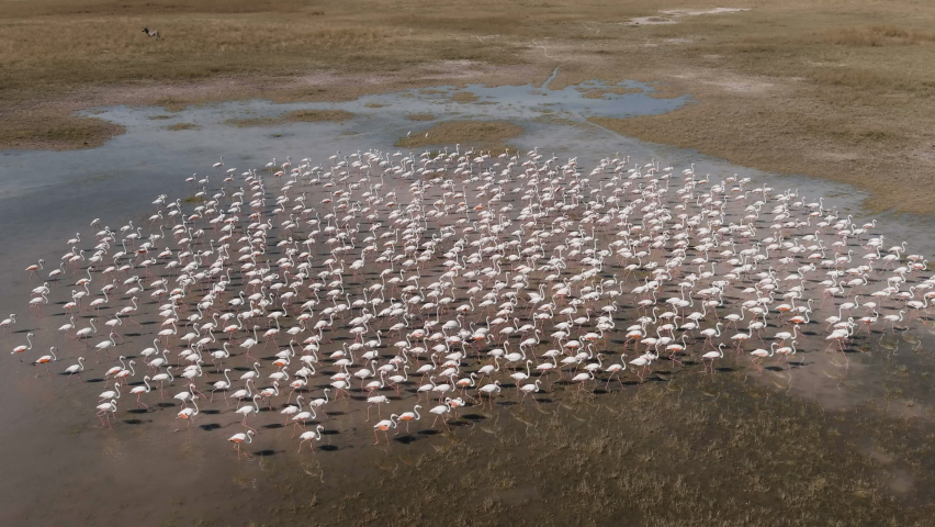Aerial view of a large flock of Greater Flamingos walking on the Makgadikgadi pans, Botswana Royalty-Free Stock Footage #1074580838