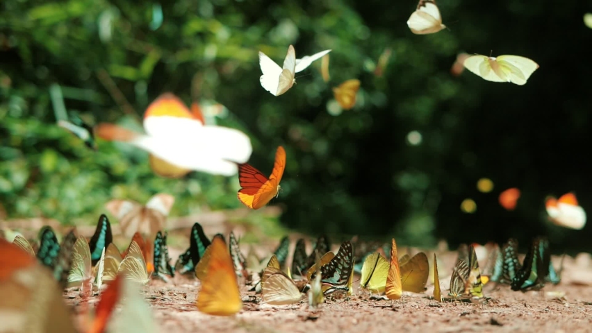 Slow motion of group of colorful butterfly on the ground and flying in nature forest. | Shutterstock HD Video #1074580868