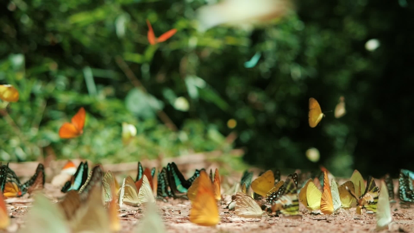 Slow motion of group of colorful butterfly on the ground and flying in nature forest. Royalty-Free Stock Footage #1074580868