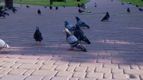 Impressive view of a large flock of white and grey pigeons, seeking food, walking and flying off on a spacious square on a sunny day in summer 
