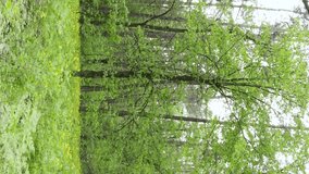 Vertical video of a beautiful green pine forest on a summer day, slow motion