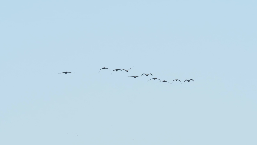 Flock of Geese Flying in Formation. Slow Motion. Birds Geese Flying in Formation, Blue Sky Background. Migrating Greater Birds Flying in Formation. Migration, Resettlement. Tracking View of Nature.