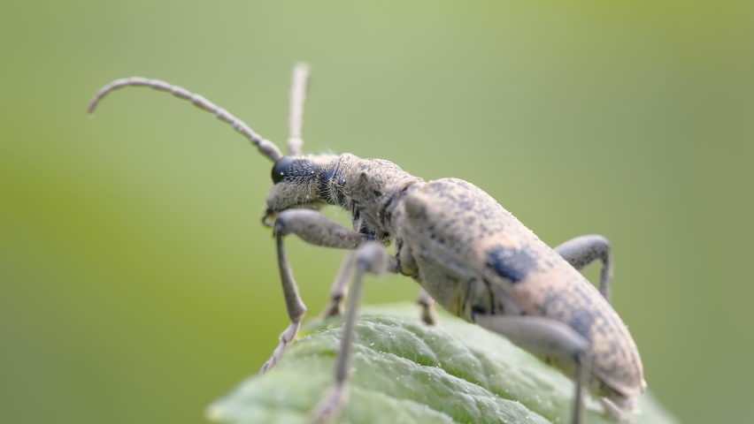 A flying black spotted longhorn beetle from the leaf in the garden in Estonia