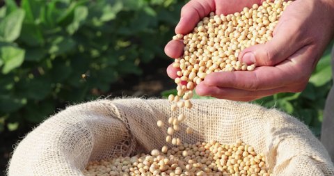 Soybean grain in a hands of successful farmer, in a background green soybean field, agricultural concept. Close up of hands full of soybean grain in jute sack, slow motion