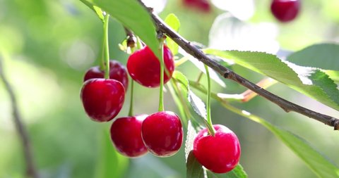 Picking cherries in the orchard. Close up of fresh and ripe cherries picking from a branch, slow motion